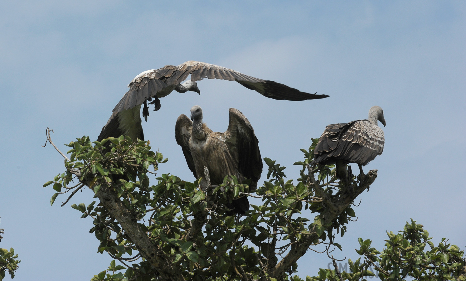 Gyps africanus [260 mm, 1/2500 sec at f / 11, ISO 800]